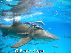 A Lemon shark cruises near the surface with a bunch of hi... by Becky Kagan 